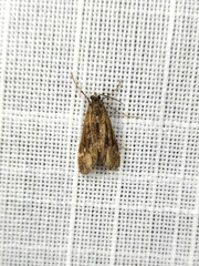 Hygraula nitens