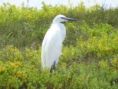 Egretta rufescens
