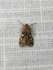 Hygraula nitens