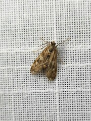 Hygraula nitens