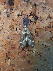 Hygraula nitens