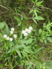 Florestina tripteris