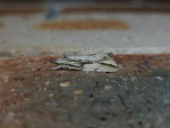 Ecnomodes sagittaria