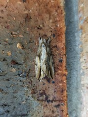 Ecnomodes sagittaria