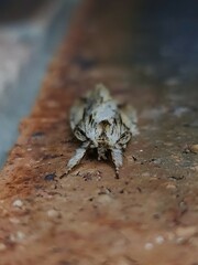 Ecnomodes sagittaria