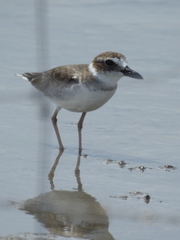Charadrius wilsonia