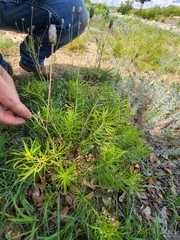 Stillingia texana