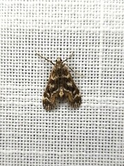 Hygraula nitens