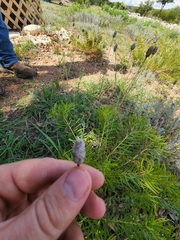 Stillingia texana