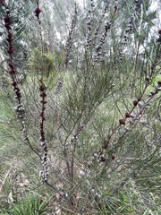 Allocasuarina paradoxa