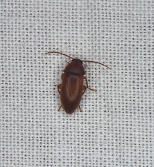 Isomira