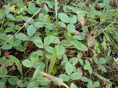 Fragaria virginiana