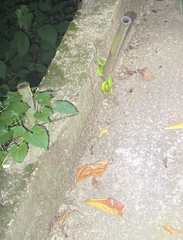 Trimeresurus albolabris