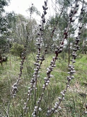 Allocasuarina paradoxa