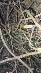 Trimeresurus albolabris