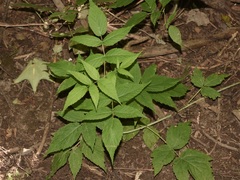 Sambucus racemosa