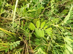 Sibbaldianthe bifurca