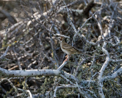 Chondestes grammacus