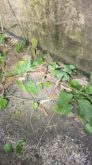 Bungarus multicinctus