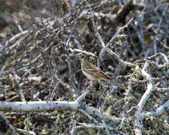 Chondestes grammacus