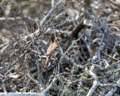 Chondestes grammacus