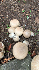 Agrocybe praecox