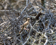 Chondestes grammacus