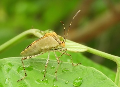 Hypselonotus lineatus