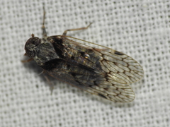 Melanoliarus aridus