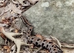 Sistrurus miliarius streckeri