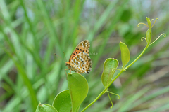 Argynnis hyperbius