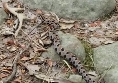 Sistrurus miliarius streckeri