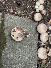 Agrocybe praecox