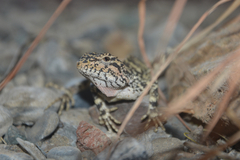 Diploderma formosgulae