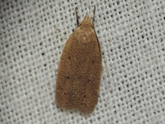 Autosticha kyotensis