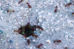 Pogonomyrmex