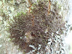 Frullania