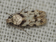 Pseudotelphusa palliderosacella