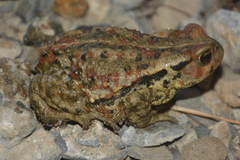 Bufo tuberculatus