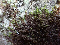 Frullania
