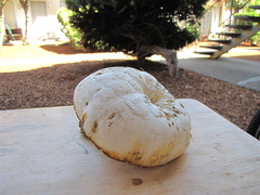 Neolentinus ponderosus