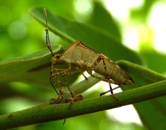 Hypselonotus lineatus