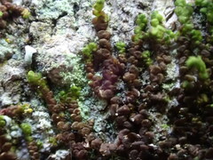 Frullania