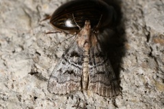 Pococera asperatella