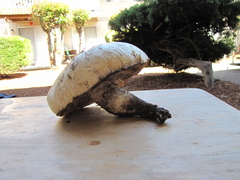 Neolentinus ponderosus