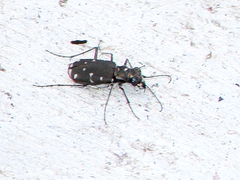Cicindela duodecimguttata