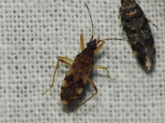 Ozophora picturata