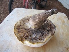 Neolentinus ponderosus