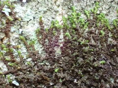 Frullania