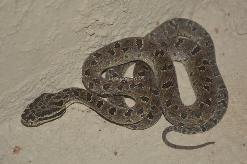 Sichuan Lancehead